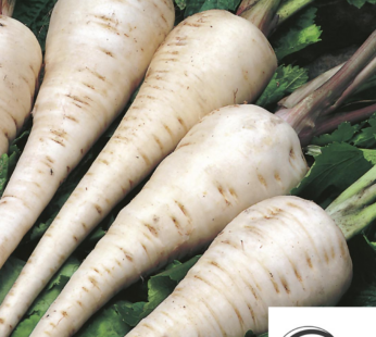 PASTINAKE SAMEN PASTINACA SATIVA GEMÜSESAMEN