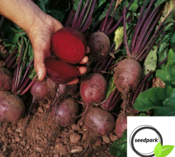 ROTE BEETE BOLTHARDY GEMÜSESAMEN BETA VULGARIS BETE RÜBE SAMEN SÜSSEN GESCHMACK