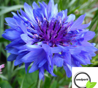 KORNBLUME BLAUER JUNGE SAMEN CENTAUREA CYANUS BLUMENSAMEN AUS DE STAUDENBEET