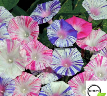 BLUMENSAMEN PRUNKWINDE „CARNEVALE DI VENEZIA“ BUNT WUNDERSCHÖN BLÜHEND SAMEN