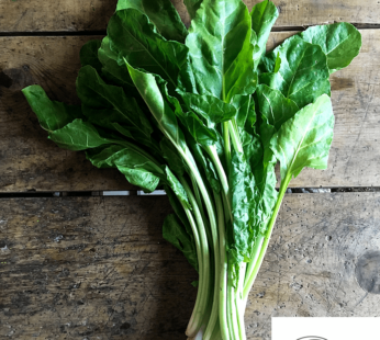 SPINAT PERPETUAL SAMEN BETA VULGARIS VAR CICLA GEMÜSESAMEN VITAMIN C LIEFERANT