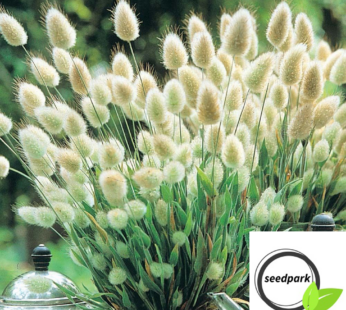 ZIERGRASSSAMEN HASENSCHWANZ SAMEN ORNAMENTAL GRASS BUNNY TAILS BLUMENSAMEN