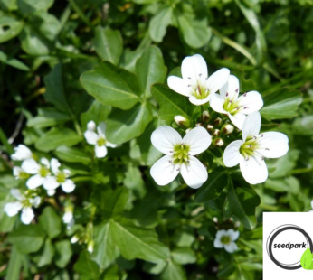 WASSERKRESSE SAMEN NASTURTIUM OFFICINALE BRUNNENKRESSE KRESSE GEMÜSESAMEN