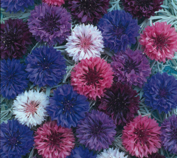 KORNBLUME POLKA DOT MIX SAMEN CENTAUREA CYANUS BLUMENSAMEN MEHRFARBIG