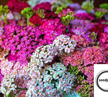 SCHAFGARBE PASTELLMISCHUNG SAMEN ACHILLEA MILLEFOLIUM BLUMENSAMEN MEHRJÄHRIG MIX