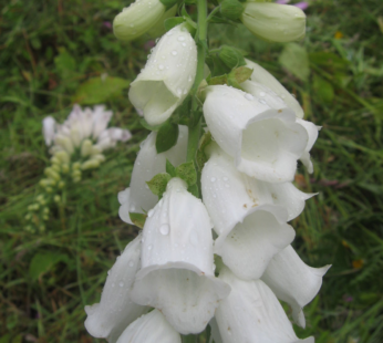 FINGERHUT ALBA WHITE SAMEN DIGITALIS PURPUREA BLUMENSAMEN GLOCKENFORM WEISS
