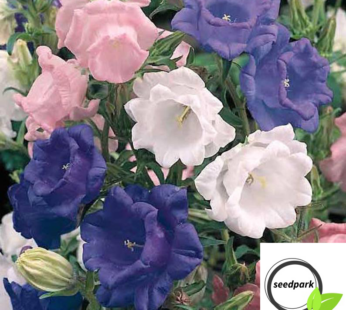 GLOCKENBLUME MISCHUNG SAMEN CANTERBURY BELLS MIX CAMPANULA MEDIUM BLUMENSAMEN