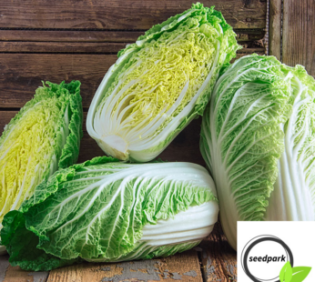 PAK CHOI WONG BOK SAMEN BRASSICA ASIA SALAT GEMÜSESAMEN