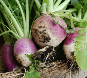 STECKRÜBE RED GLOBE SAMEN BRASSICA RAPA GEMÜSESAMEN