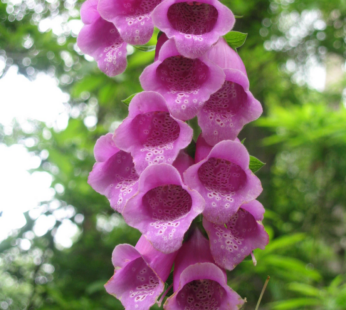FINGERHUT NATIVE SAMEN DIGITALIS PURPUREA NATIVE FOXLOVE BLUMENSAMEN