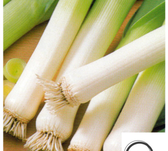 LAUCH PORREE ITALIEN LEEK SAMEN ERTRAGREICH WINTERHART GEMÜSESAMEN LECKER GRÜN