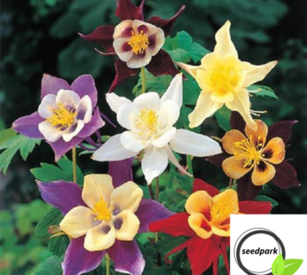 AKELEI BUNTE MISCHUNG MCKANAS GIANT SAMEN AQUILEGIA MIX BLUMENSAMEN