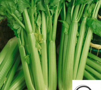 STAUDENSELLERIE GREEN UTAH SAMEN APIUM GRAVEOLENS SELLERIE GEMÜSESAMEN