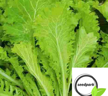 INDISCHER SENF GRÜN SENF INDIAN MUSTARD AMSOI GREEN GEMÜSESAMEN