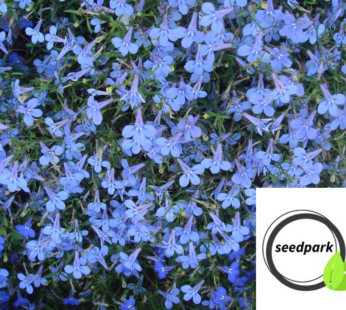 LOBELIE BLAU SAMEN CAMBRIDGE BLUE LOBELIA PENDULA BLUMENSAMEN