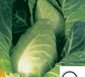 KOHL DURHAM EARLY SAMEN