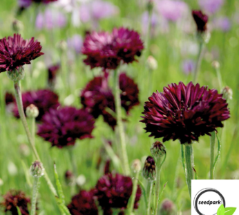 KORNBLUME BLACK BALL SAMEN CENTAUREA CYANUS BLUMENSAME