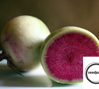 RADIESCHEN RED MEAT SAMEN RAPHANUS SATIVUS RETTICH GEMÜSESAMEN WASSERMELONE