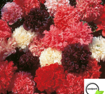PEONY MIX PAPAVER PAEONIFLORUM SAMEN FARBENBRACHT MEHRFARBIG BLUMENSAMEN