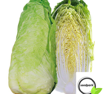 ZUCKERHUT PAN DI ZUCCHERO SAMEN CICHORIUM CHICOREE PAIN DE SUCRE GEMÜSESAMEN