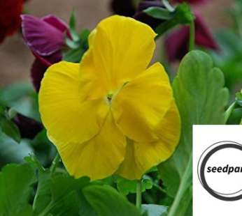 STIEFMÜTTERCHEN SWISS GIANT CORONATION GOLD YELLOW SAMEN VIOLA BLUMENSAMEN