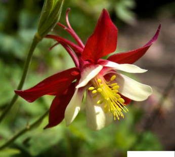 AKELEI BLUE COLUMBINE SAMEN AQUILEGIA CAERULEA BLUMENSAMEN BLAUE COLUMBINE