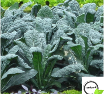 GRÜNKOHL NERO DI TOSCANA SAMEN BRASSICA OLERACEA GEMÜSESAMEN KOHL