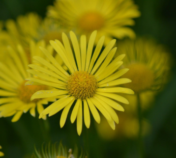 RINGELBLUME CORN MARIGOLD BLUMENSAMEN GLEBIONIS SEGETUM SAMEN HEILPFLANZE