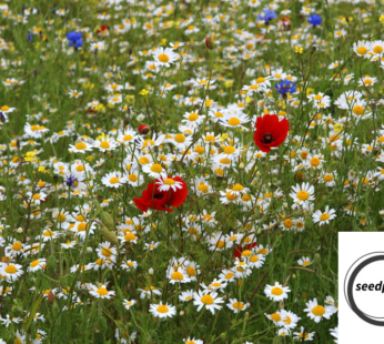 ACKER HUNDSKAMILLE SAMEN ANTHEMIS ARVENSIS BLUMENSAMEN KAMILLE CORN CHAMOMILE