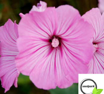 BECHERMALVE TRIMESTRIS MIX SAMEN BUSCHMALVE LAVATERA ROSEA BLUMENSAMEN