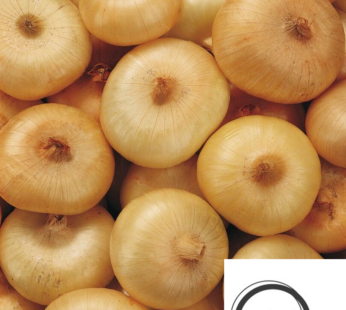 ZWIEBEL ITALIAN FLAT BORETTANA SAMEN ALLIUM CEPA GEMÜSESAMEN