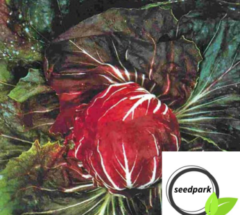 RADICCHIO PALLA ROSSA SAMEN CICHORIUM GEMÜSESAMEN WINTERSALAT SALAT
