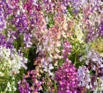 MAROKKANISCHES LEINKRAUT SAMEN TOADFLAX FAIRY BOUQUET BLUMENSAMEN LINARIA