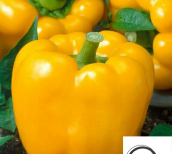 PAPRIKA GELB CALIFORNIAN WONDER GOLDEN CHILI SAMEN CAPSICUM ANNUUM GEMÜSESAMEN