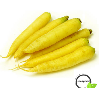 KAROTTE LOBBERICHER SAMEN SOLAR YELLOW DAUCUS CAROTA GEMÜSESAMEN