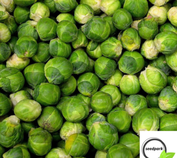 ROSENKOHL LONG ISLAND IMPROVED SAMEN BRASSICA OLERACEA GEMÜSESAMEN