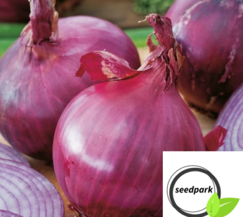 ZWIEBEL RED BRUNSWICK SAMEN ALLIUM CEPA ROT ZWIEBELSAMEN GEMÜSESAMEN