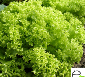 SALAT BOWL SAMEN EICHBLATT SORTE LACTUCA SATIVA GEMÜSESAMEN