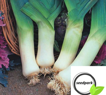 PORREE LAUCH GIANT D INVERNO SAMEN ALLIUM PORRUM GEMÜSESAMEN