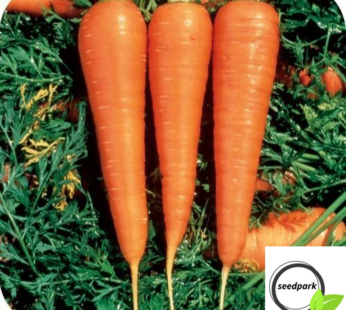 KAROTTE DANVERS SAMEN MÖHRE DAUCUS CAROTA ORANGE DE GEMÜSESAMEN