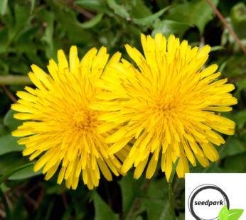 LÖWENZAHN SAMEN TARAXACUM OFFICINALE PUSTEBLUME BLUMENSAMEN