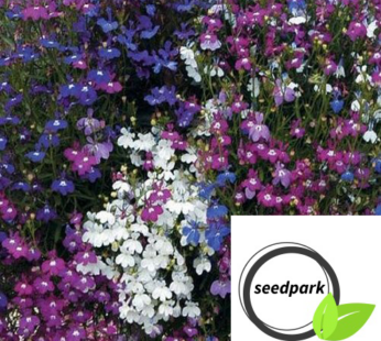 LOBELIE CASCADE MIX SAMEN BUNT LOBELIA ERINUS BLUMENSAMEN MEHRFARBIG