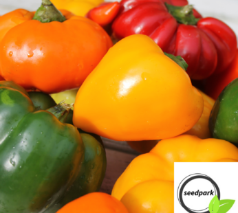 PAPRIKA 3 FARBEN MIX SAMEN CAPSICUM ANNUUM CHILISAMEN GEMÜSESAMEN OBSTSAMEN