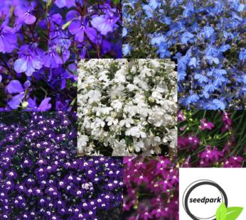 LOBELIE STRING OF PEARLS SAMEN BUNT LOBELIA ERINUS BLUMENSAMEN MEHRFARBIG MIX