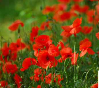 KLATSCHMOHN SAMEN PAPAVER RHOEAS MOHN BLUMENSAMEN MOHNBLUME 5000 SAMEN