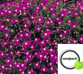 LOBELIE ROSAMUND SAMEN ROSA LOBELIA ERINUS BLUMENSAMEN