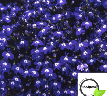 LOBELIE SAPPHIRE SAMEN BLAU LOBELIA ERINUS BLUMENSAMEN
