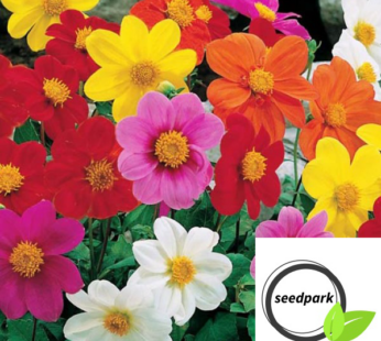 DAHLIE DWARF PATIO MIGNON SAMEN DAHLIA VARIABILIS MEHRFARBIG BLUMENSAMEN