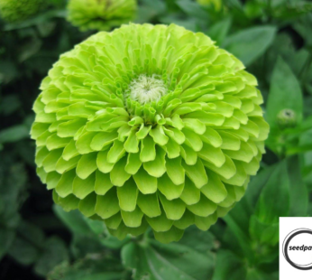 ZINNIE GIANT ENVY SAMEN ZINNIA ELEGANS GRÜN BLUMENSAMEN