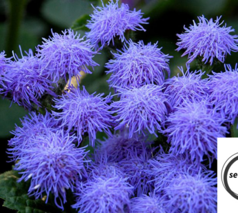 LEBERBALSAM BLUE MINK SAMEN AGERATUM HOUSTONIANUM BLUMENSAMEN